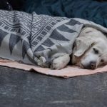 FIFA urged to drop Morocco as World Cup co-host due to ‘barbaric’ dog killings | Football