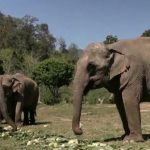 The Uplift: Elephants, dogs, robot spiders