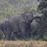 Rampaging elephant kills at least 20 people, including children, in India, officials say
